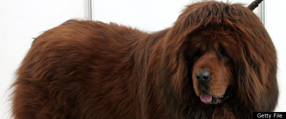 Tibetan Mastiff Most Expensive Dog