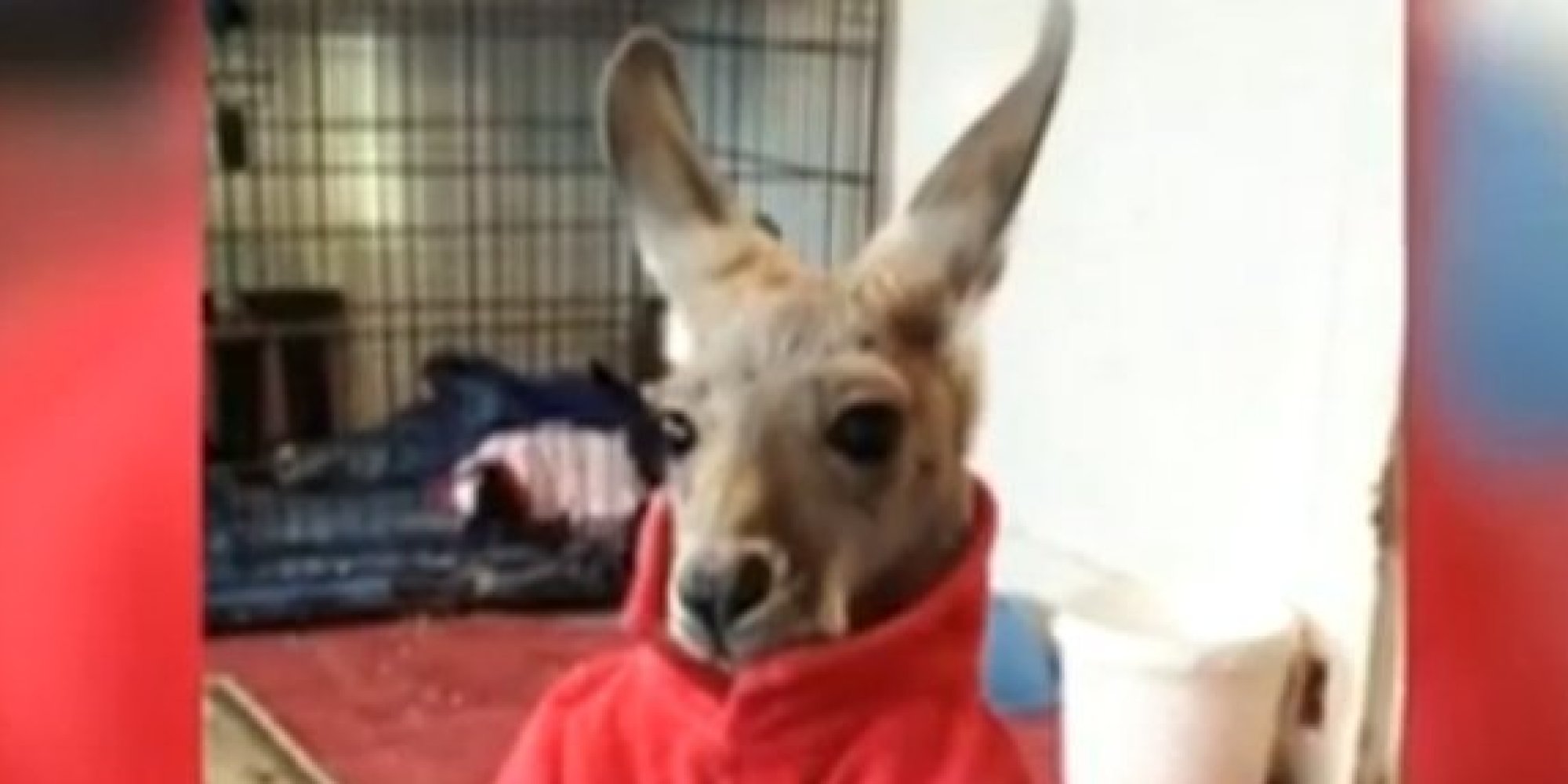 Woman Brings Kangaroo To Mcdonalds In Wisconsin Gets Kicked Out Huffpost