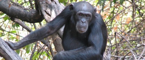 Stephen Wise Nonevolution