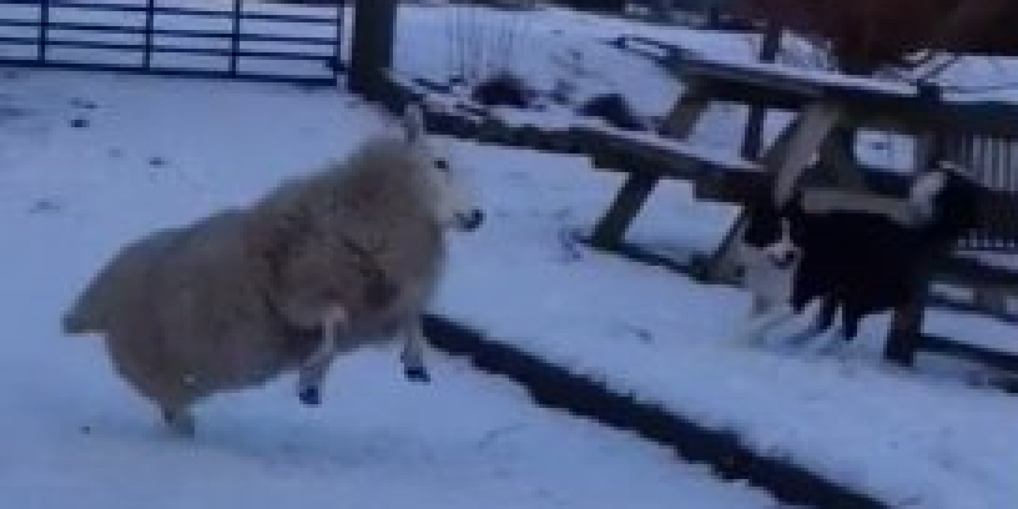 Sheep Forgets How To Sheep, Frolics With Dogs Instead2000 x 1000