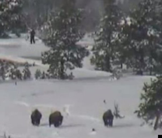 Bigfoot Family Of Four Filmed In Yellowstone National Park