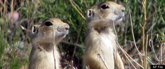 Antiprairie Dog Explosive Rodenator