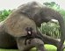 Android Ad's Unlikely Animal Pals Will Warm You Up Inside