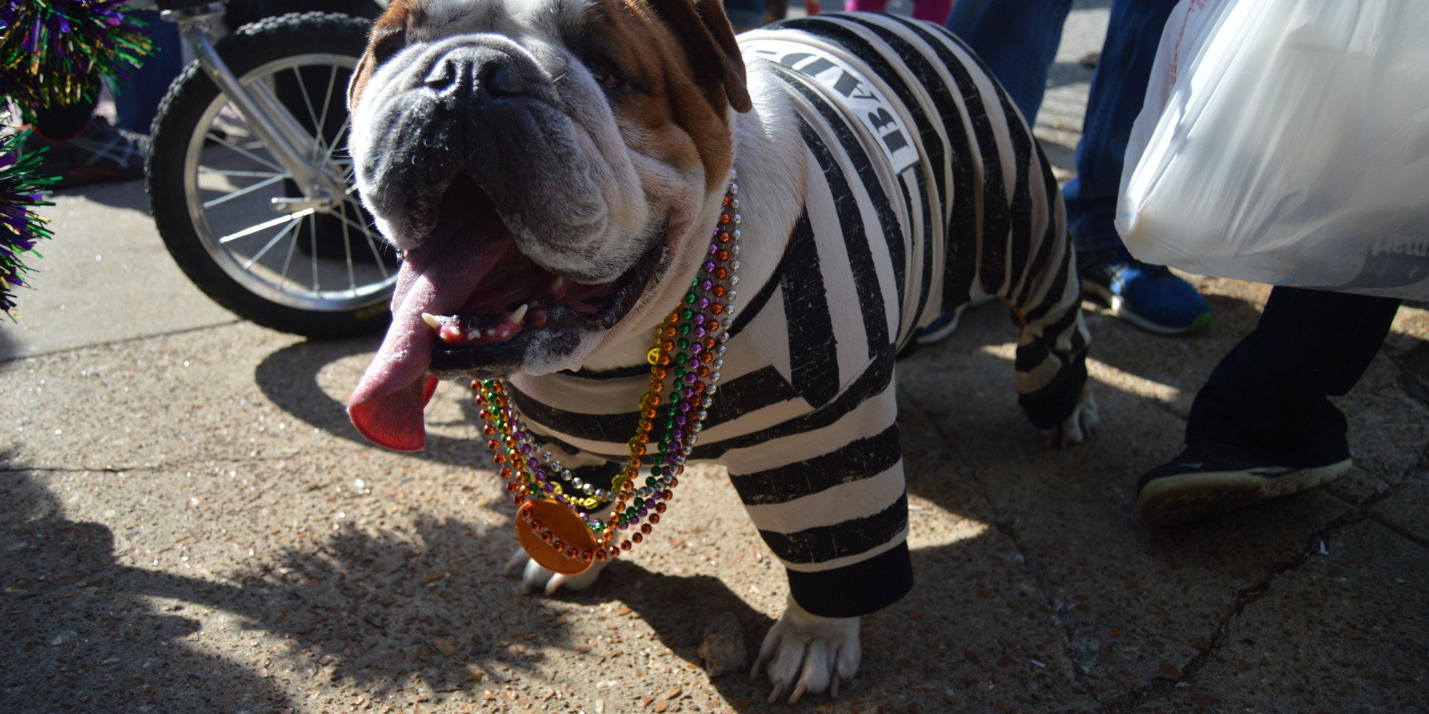 Hundreds Of St. Louis Pets Strut Their Stuff At Mardi Gras Parade