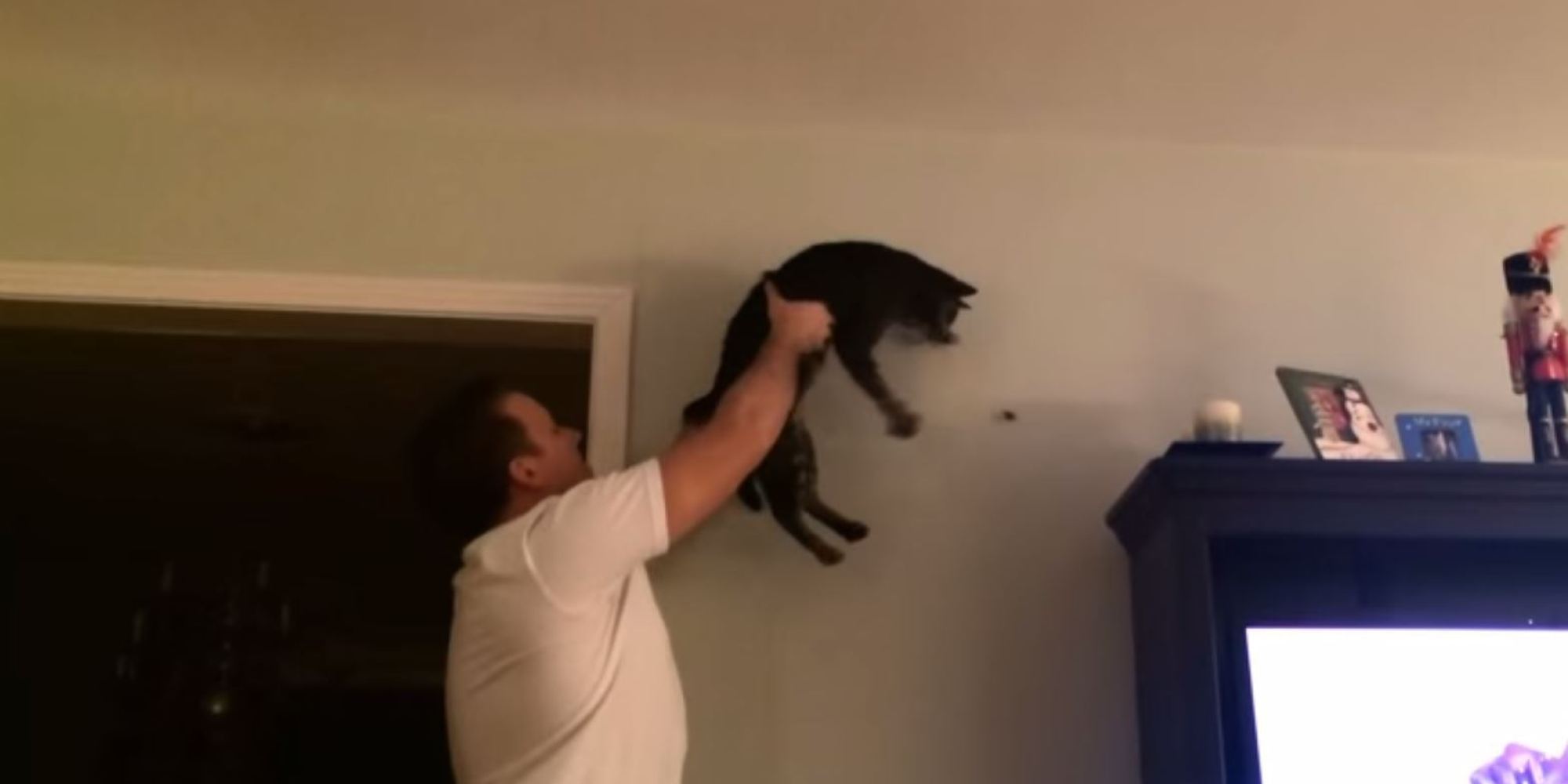 Man And Cat Make Excellent BugCatching Team HuffPost UK