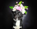 Gorgeous Photo Series Helps Often-Overlooked Black Dogs Get Adopted
