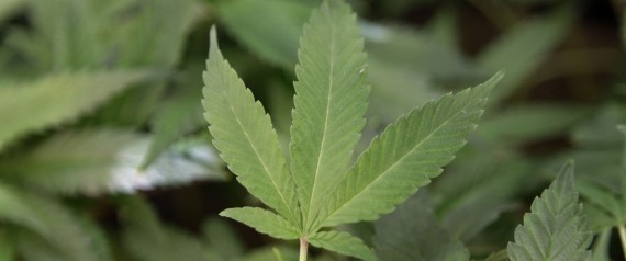 Medical Marijuana