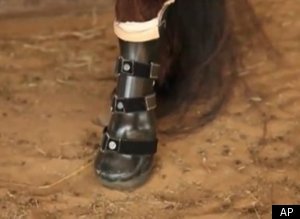 Miniature Horse Prosthetic Leg