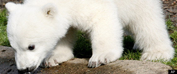 Knut Stuffed