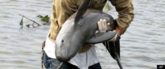 Tsunami Dolphin