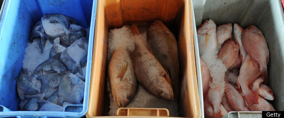 Mercury Fish