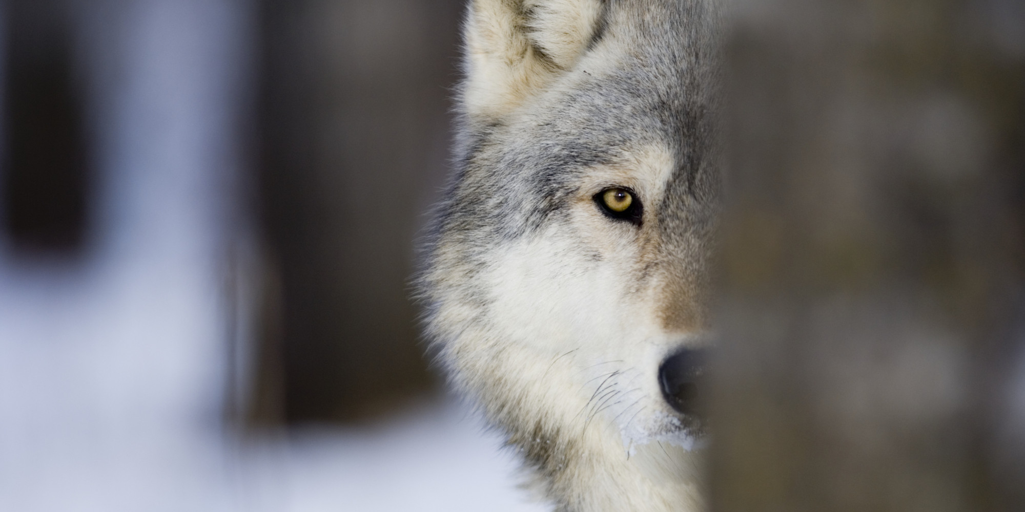 Why News Outlets Should Be Careful Using the Phrase 'Lone Wolf