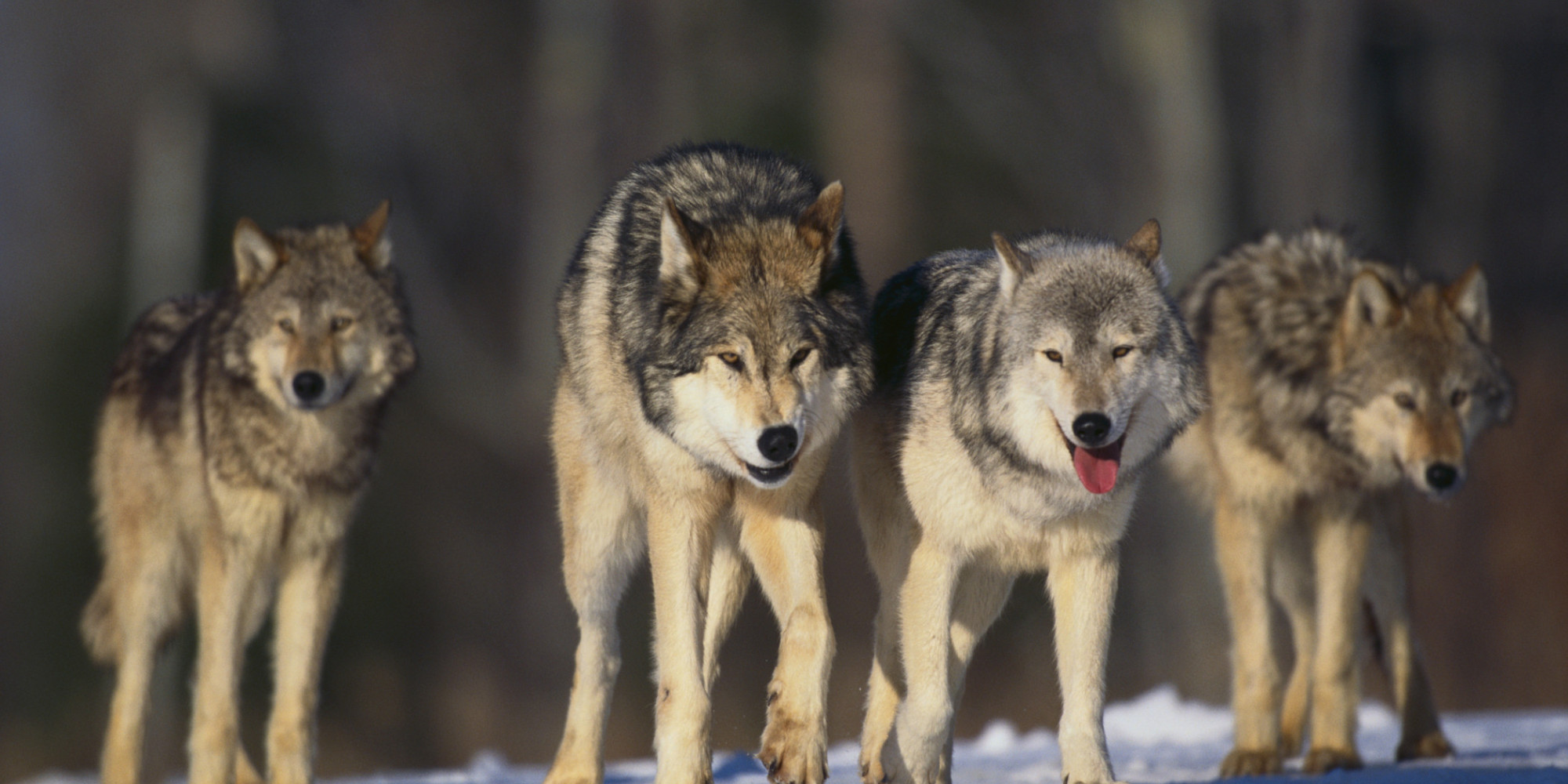 wolves-in-paradise-yellowstone-s-wolves-in-transition-huffpost