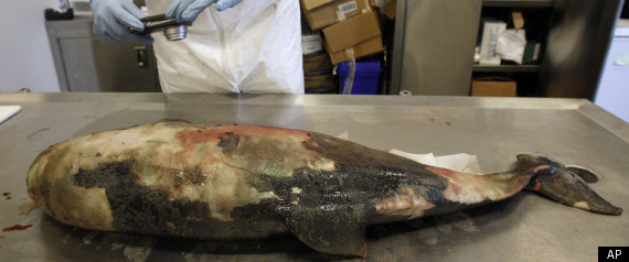 Dolphin Deaths Gulf Investigation
