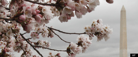 Cherry Blossom Festival