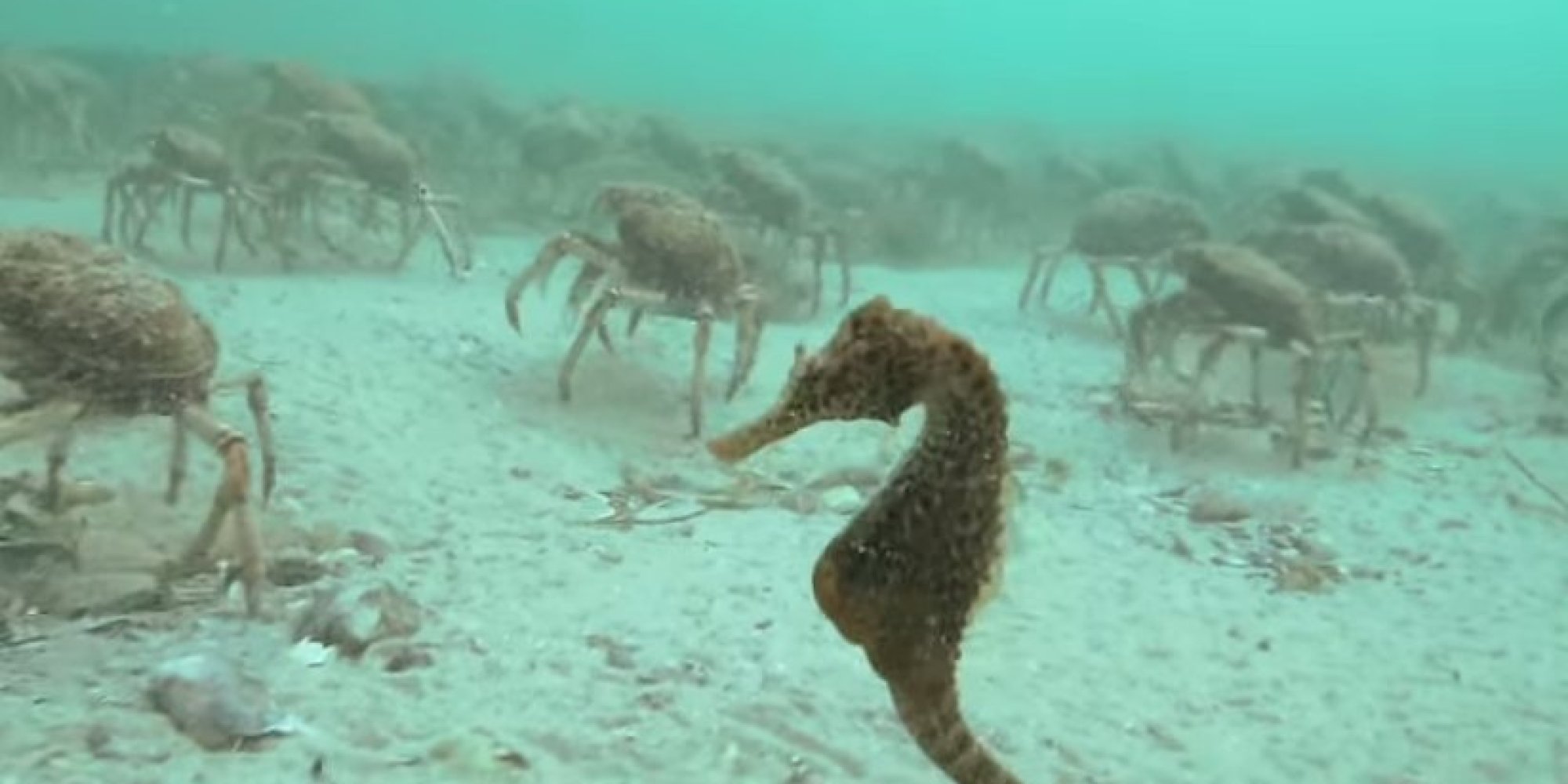 This Lonely Seahorse Is Lost In An Invasion Of Crabs HuffPost