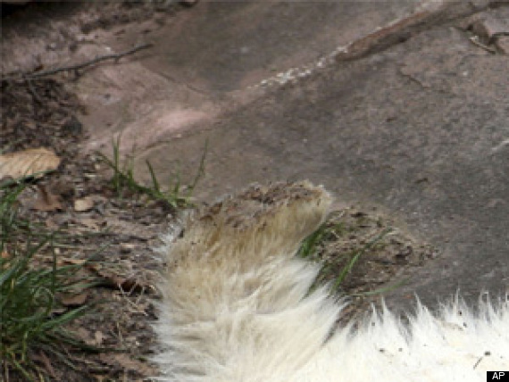 Polar Bears