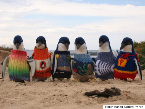 s-PENGUINS-IN-TINY-SWEATERS-480x360.jpg