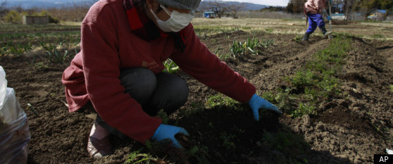 Japan Tsunami Farm