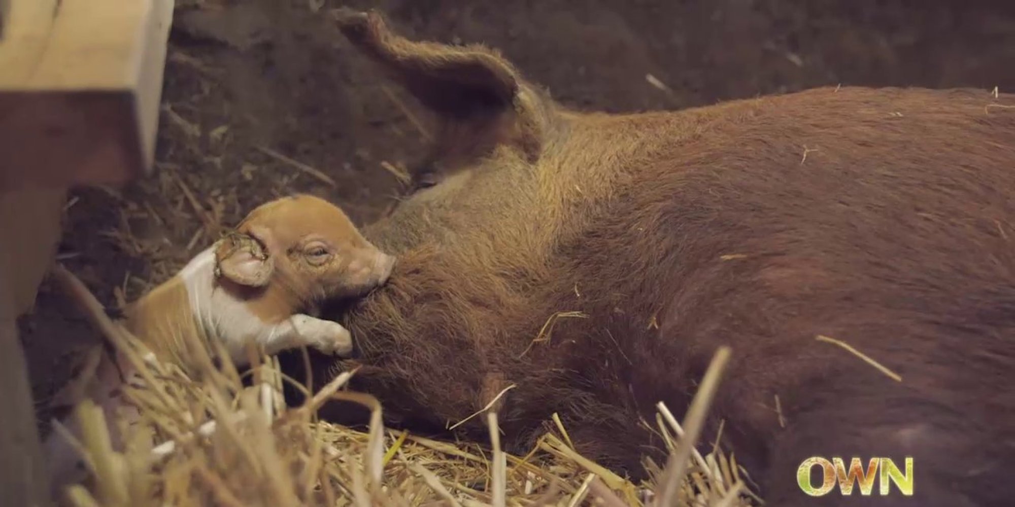 This Mama Pig Was On The Brink Of Death -- Until Her Own Piglets Saved Her (VIDEO)