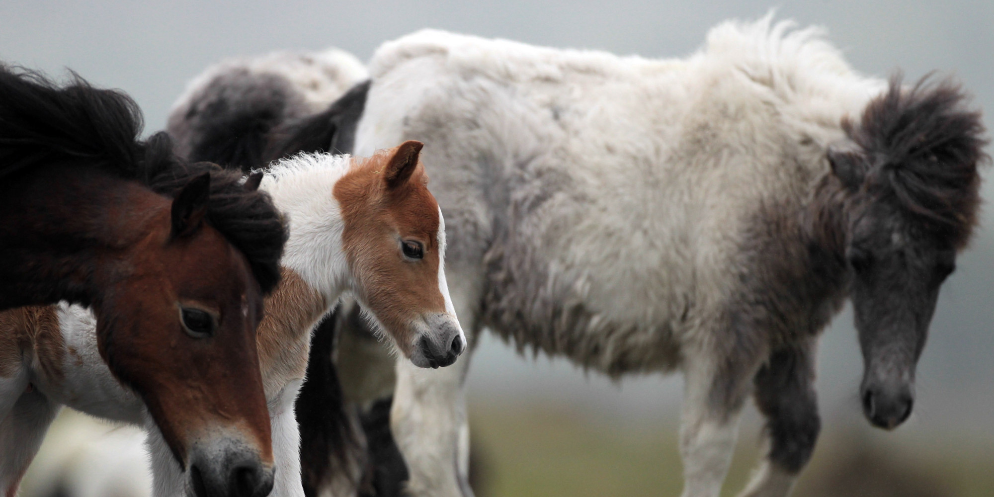 Rescuing Dartmoor Ponies HuffPost