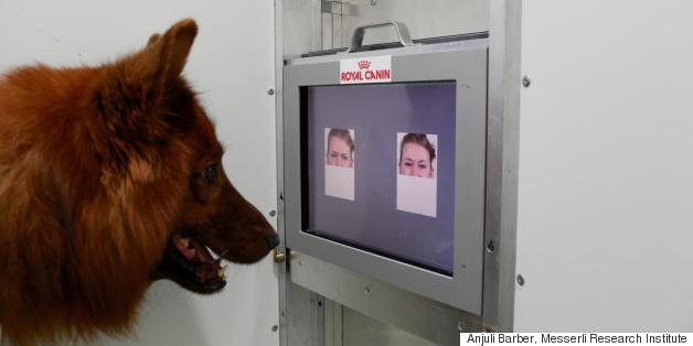 Happy Or Sad? Your Dog Knows