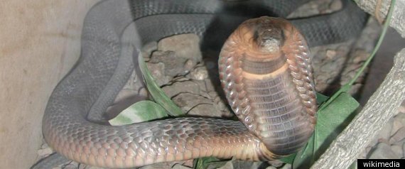 Cobra