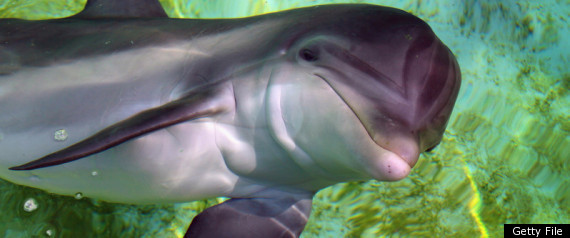 Navy Dolphin Deaths