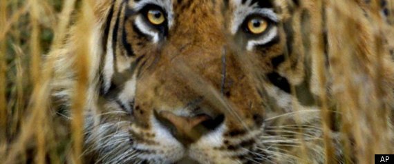 India Tiger Census