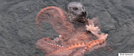 seal vs octopus