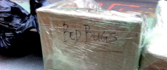 Bed Bugs