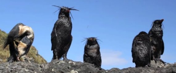 Nightingale Island Oil Spill