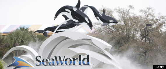 Tilikum The Whale Seaworld