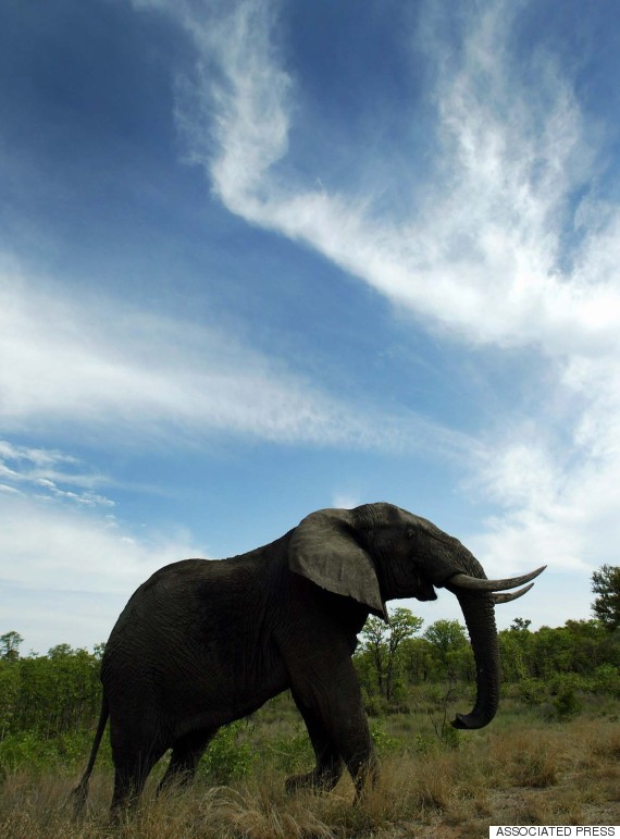 elephant zimbabe