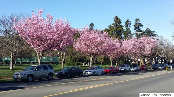 cherry blossoms victoria