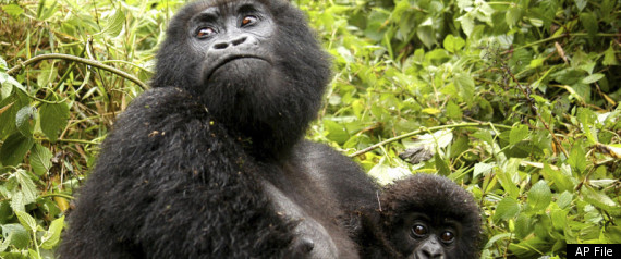 Gorilla Virus