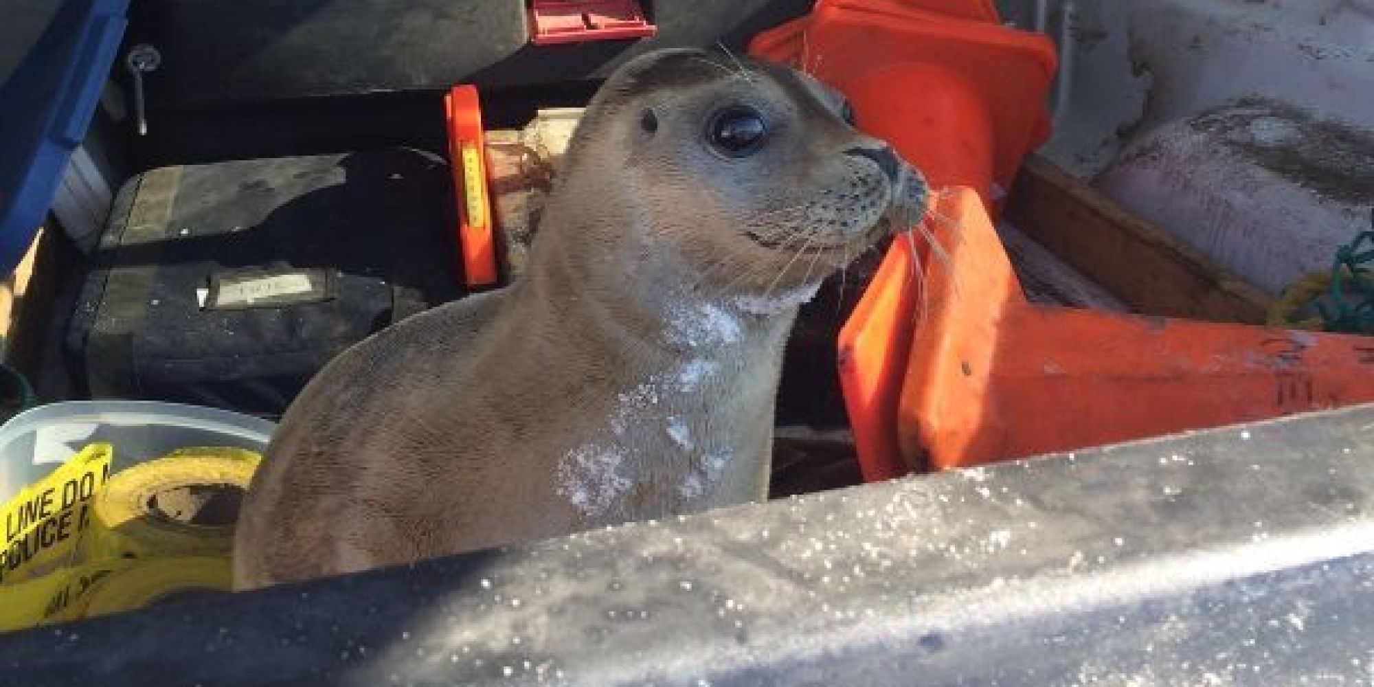 Baby Seal Rescued By RCMP After Found 'Waddling' Near N.S. Highway