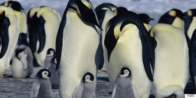 Penguins Can't Taste Fish