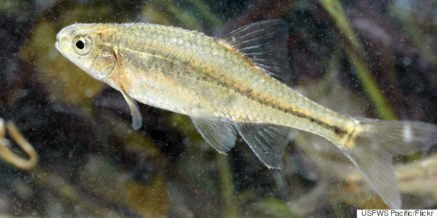 Oregon Minnow Is First Fish Taken Off Endangered List