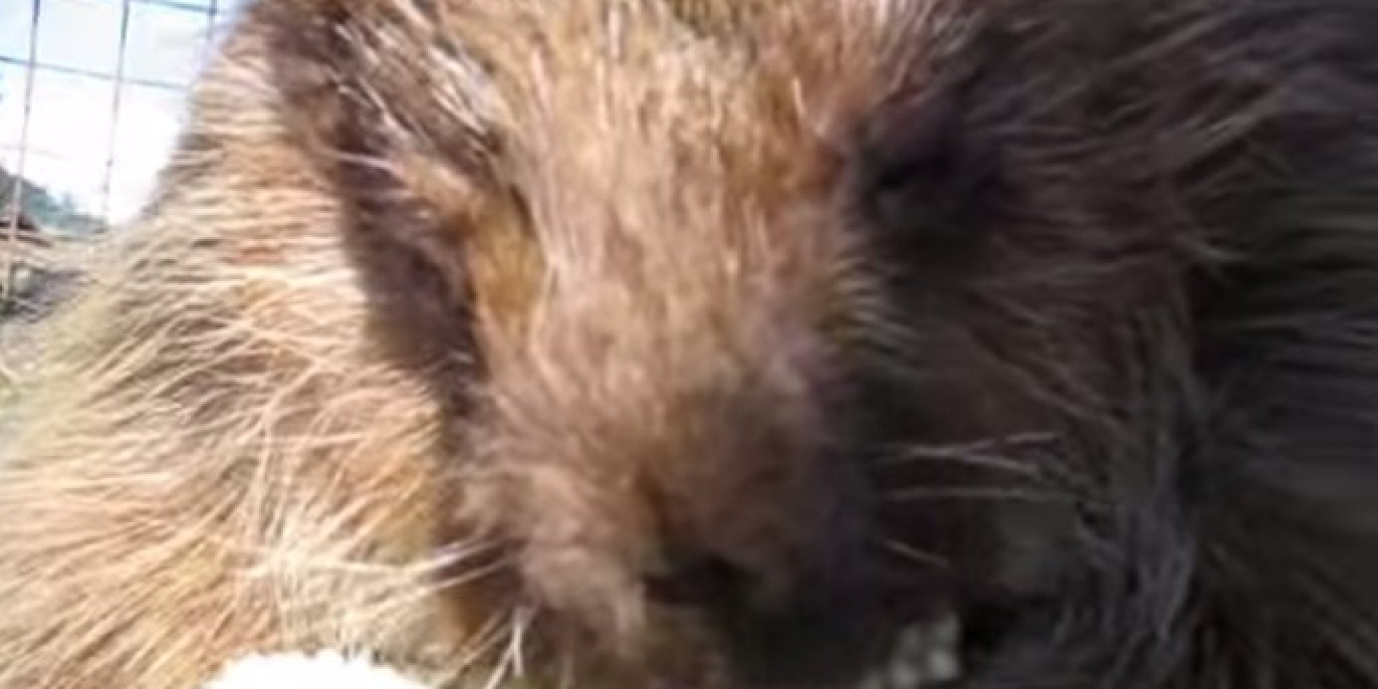 This Friendly Porcupine Loves Corn On The Cob And Cuddles. He