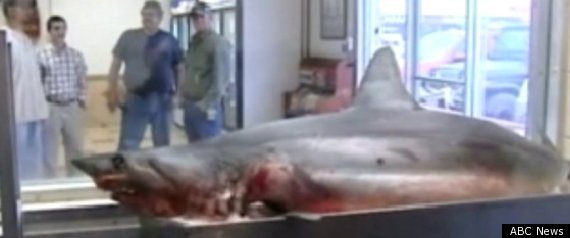 375 Pound Shark