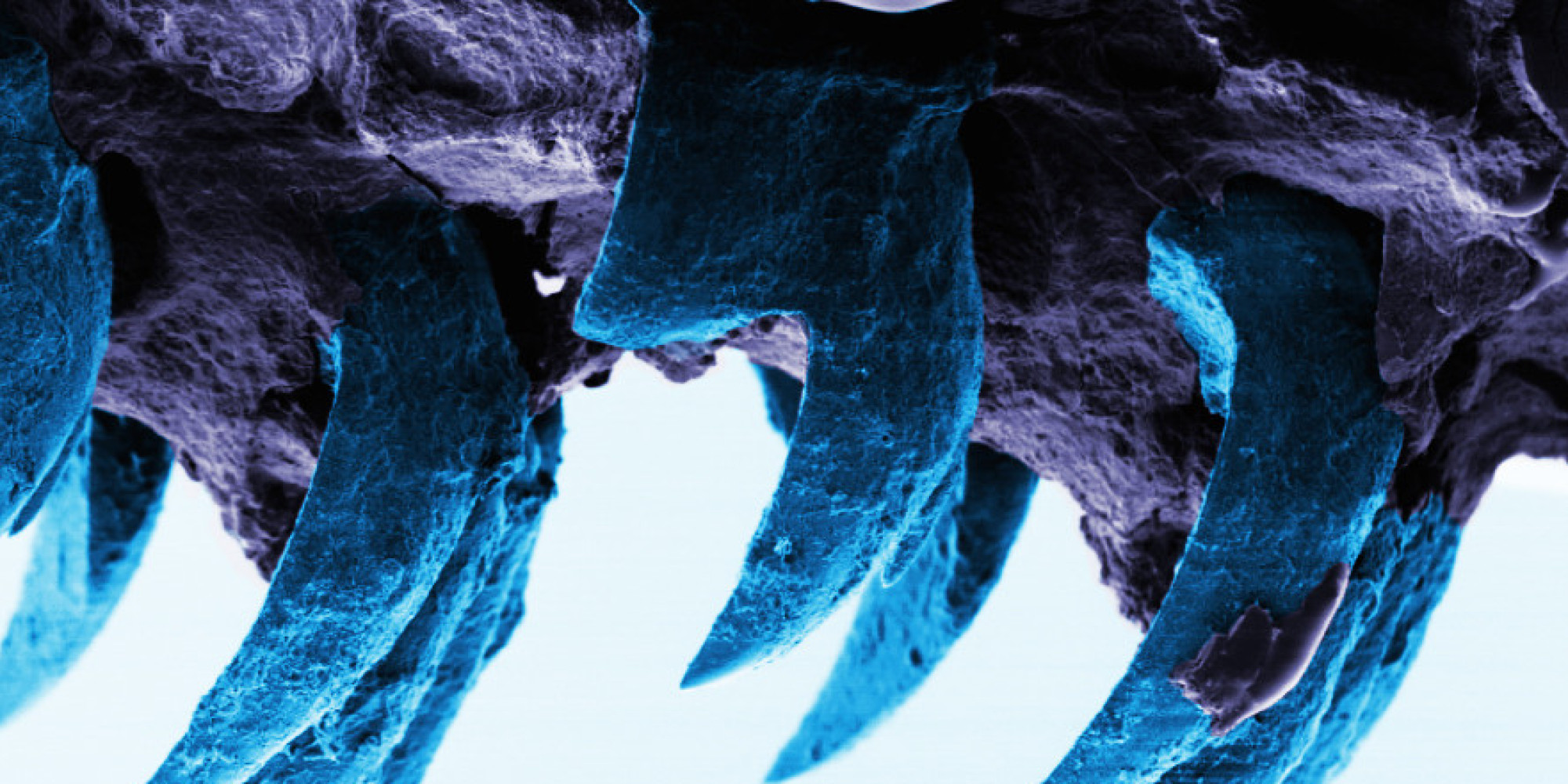 limpet-teeth-set-new-record-as-nature-s-strongest-known-material-huffpost