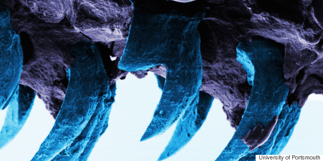 Scientists Identify Nature's Strongest Material