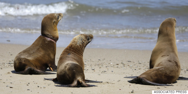 Unprecedented Sea Lion Strandings Linked To Warmer Pacific