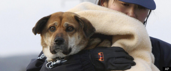 Tsunami Dog Owner
