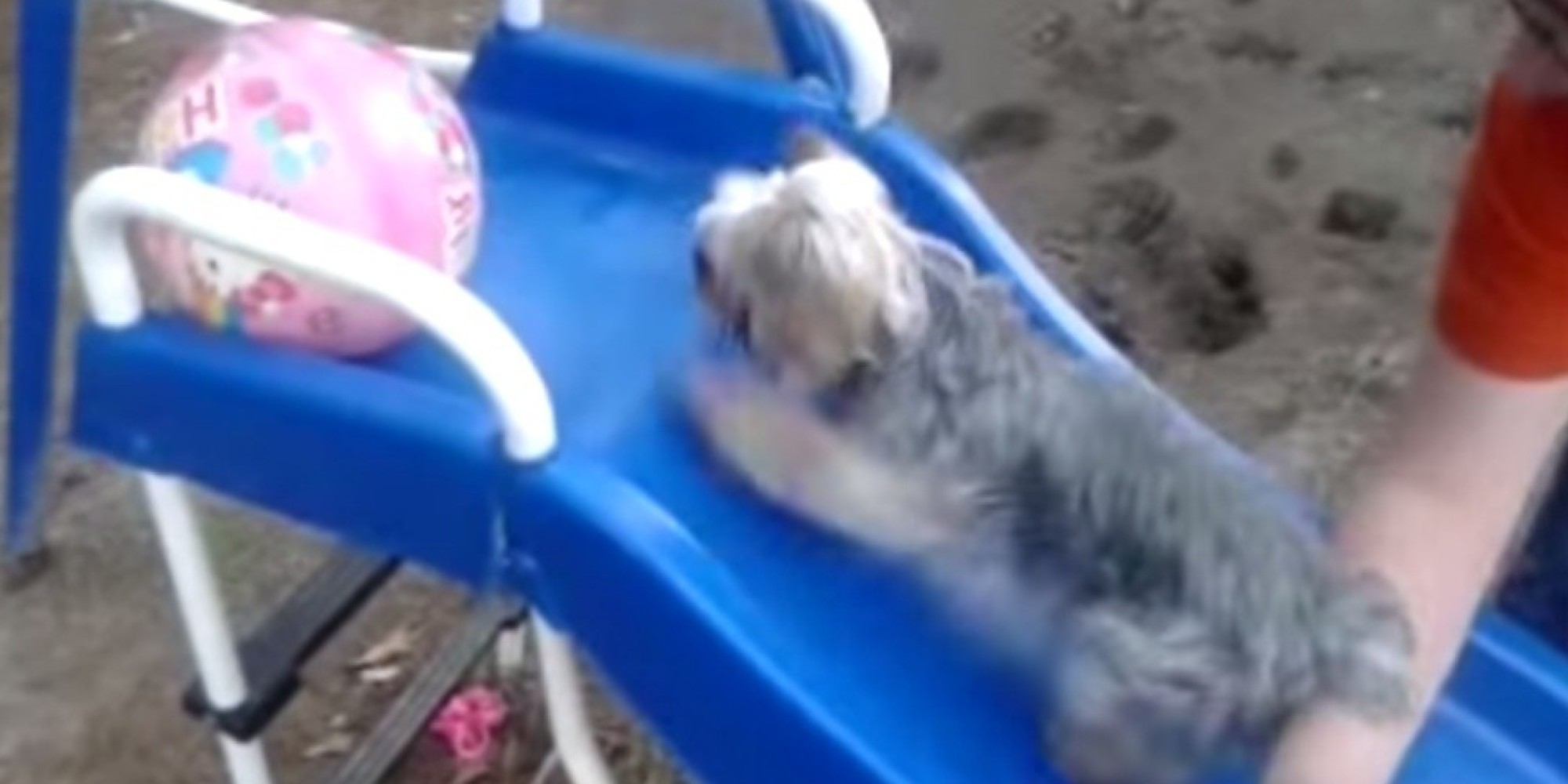 Watch An Adorable Little Yorkie Try To Run Up A Slide HuffPost