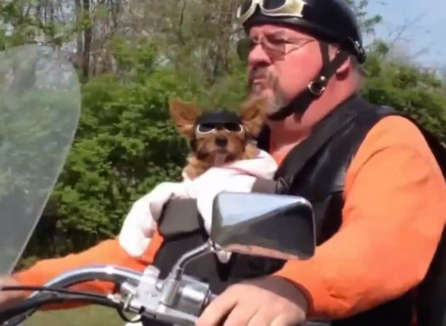 DOG'S & BIKES ATTITUDES - Page 3 A-MOTOS-ET-CHIENS-640x468