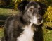 pet-health
