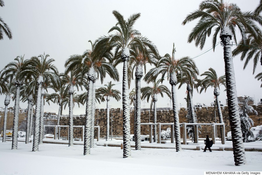 2015 Palm Trees In The Snow