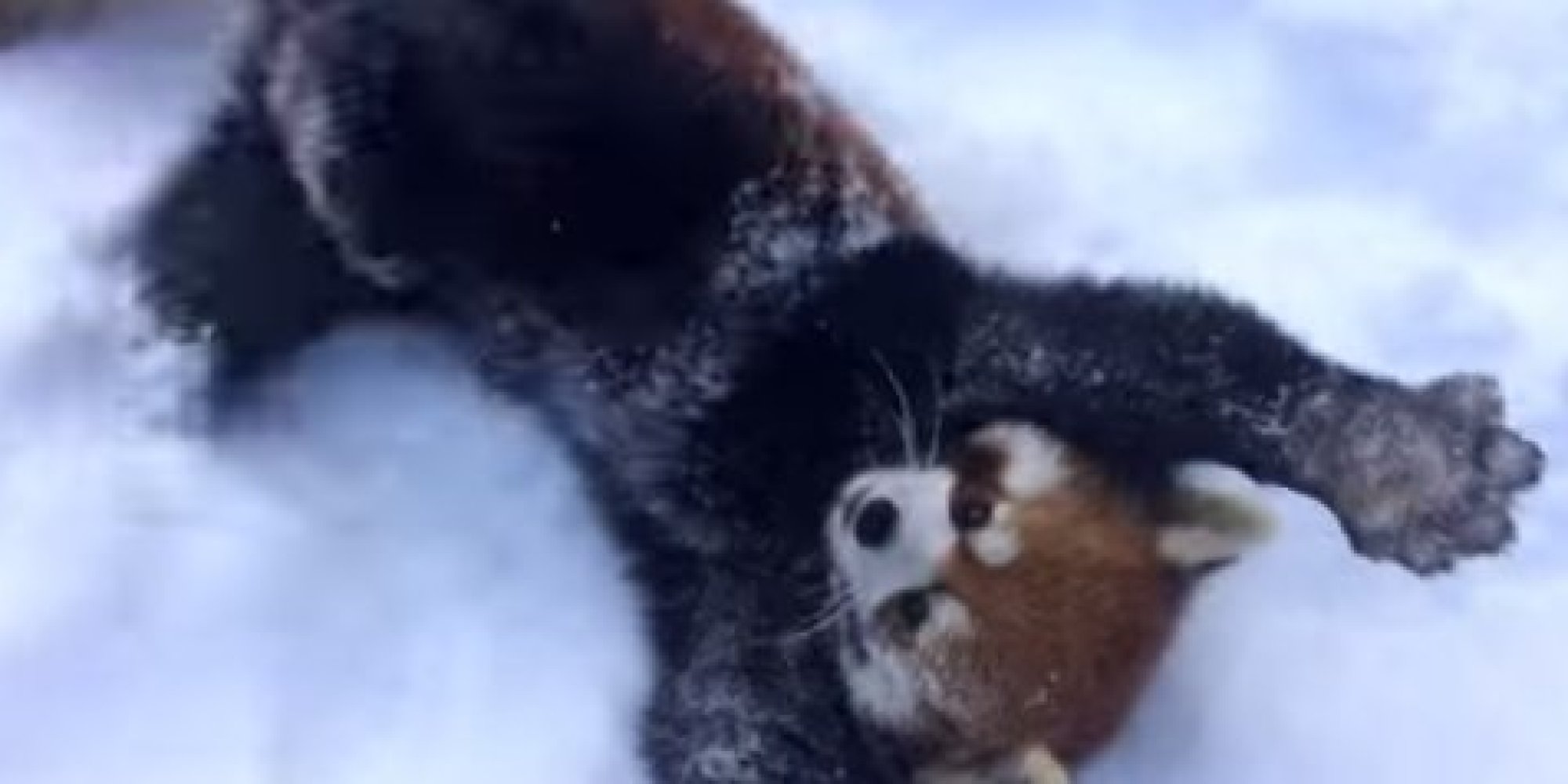 These Red Pandas From The Cincinnati Zoo Are SO Excited About The Snow